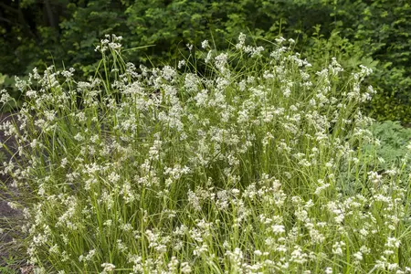 Luzula nivea 'Schneeh?schen' - 3 Ltr pot - image 1