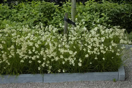 Luzula nivea 'Schneeh?schen' - 3 Ltr pot - image 3