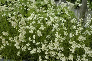 Luzula nivea 'Schneeh?schen' - 3 Ltr pot - image 4