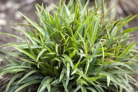 Luzula pilosa 'Igel' - 2 Ltr pot - image 2