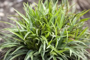 Luzula pilosa 'Igel' - P9 - image 2