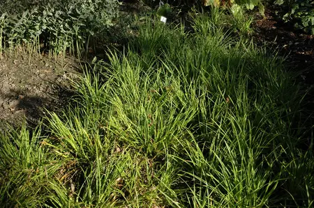 Luzula sylvatica - P13