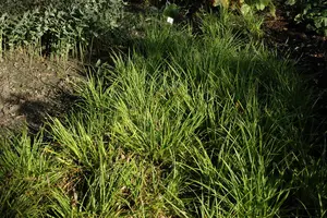 Luzula sylvatica - P13