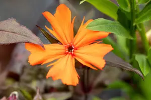 Lychnis arkwrightii 'Vesuvius' - P9 - image 1