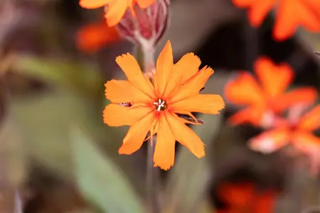 Lychnis arkwrightii 'Vesuvius' - P9 - image 2