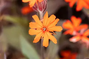 Lychnis arkwrightii 'Vesuvius' - P9 - image 2