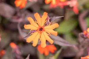 Lychnis arkwrightii 'Vesuvius' - P9 - image 3