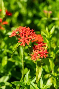 Lychnis chalcedonica - P9 - image 4