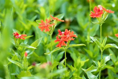 Lychnis chalcedonica - P9 - image 2