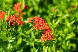 Lychnis chalcedonica - P9 - image 3