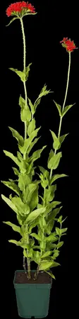 Lychnis chalcedonica - P9 - image 1