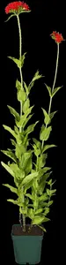 Lychnis chalcedonica
