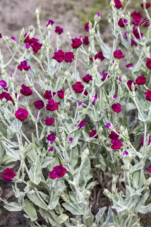 Lychnis coronaria - 2 Ltr pot - image 1