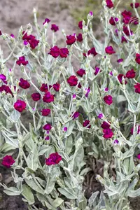 Lychnis coronaria
