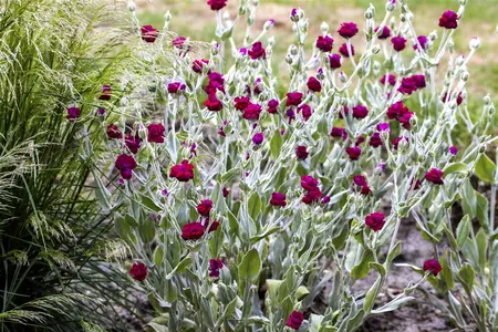 Lychnis coronaria - 2 Ltr pot - image 2