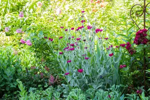 Lychnis coronaria - 2 Ltr pot - image 4