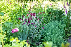 Lychnis coronaria - 2 Ltr pot - image 5