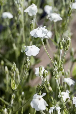 Lychnis coronaria 'Alba' - 2 Ltr pot - image 1