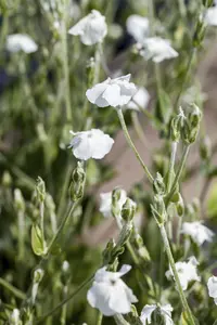 Lychnis coronaria 'Alba' - P11 - image 1