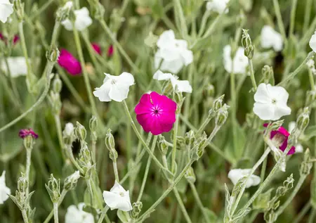 Lychnis coronaria 'Alba' - 2 Ltr pot - image 2
