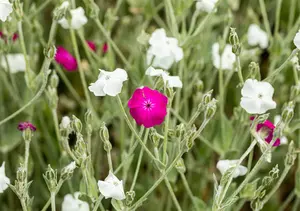 Lychnis coronaria 'Alba' - 2 Ltr pot - image 2