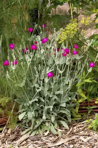 Lychnis coronaria 'Atrosanguinea'