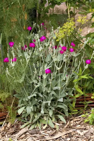Lychnis coronaria 'Atrosanguinea' - P11 - image 1