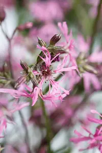 Lychnis flos-cuculi - P11 - image 4