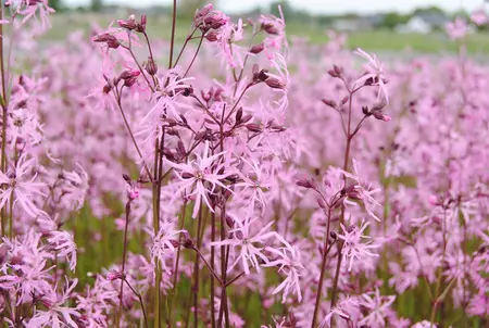 Lychnis flos-cuculi - 2 Ltr pot - image 1