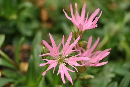 Lychnis flos-cuculi - P11 - image 2