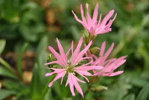 Lychnis flos-cuculi - P11 - image 2