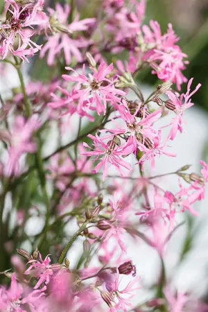 Lychnis flos-cuculi 'Alba' - P9 - image 3