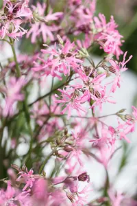 Lychnis flos-cuculi 'Alba' - P9 - image 3