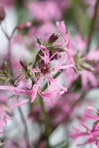 Lychnis flos-cuculi 'Alba' - P9 - image 4