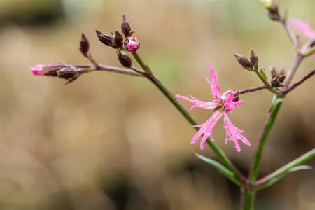 Lychnis flos-cuculi 'Alba' - P9 - image 5