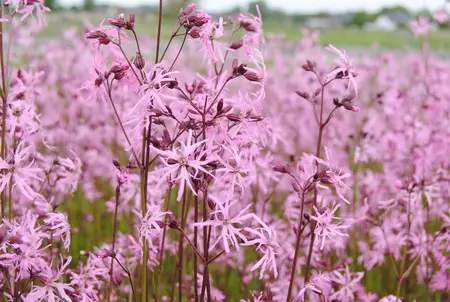 Lychnis flos-cuculi 'Alba' - P9 - image 1