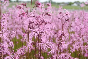 Lychnis flos-cuculi 'Alba' - P9 - image 5