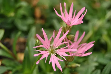 Lychnis flos-cuculi 'Alba' - P9 - image 2