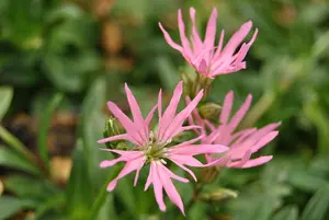 Lychnis flos-cuculi 'Alba' - P9 - image 2