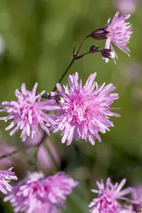Lychnis flos-cuculi 'Petit Jenny'