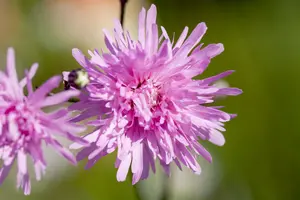 Lychnis flos-cuculi 'Petit Jenny' - P9 - image 2