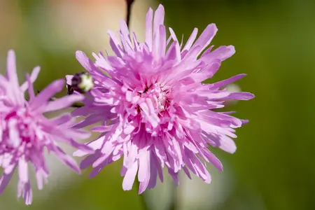 Lychnis 'Petit Jenny'  - 2 Ltr pot - image 2