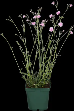 Lychnis 'Petit Jenny'  - 2 Ltr pot - image 3