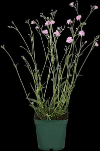 Lychnis 'Petit Jenny'  - 2 Ltr pot - image 3