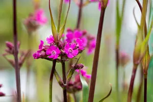 Lychnis viscaria 'Splendens'