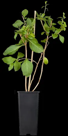Lycium barb. 'Instant Success' - 2 Ltr, 4 canes - image 2