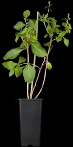Lycium barb. 'Instant Success' - 2 Ltr, 4 canes - image 2