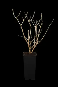Lycium barbarum