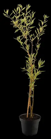 Lycium barbarum - C2, single cane (60 cm) - image 4