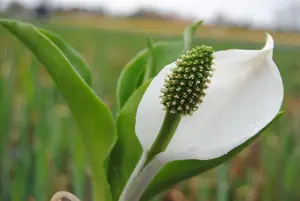 Lysichiton camtschatcensis